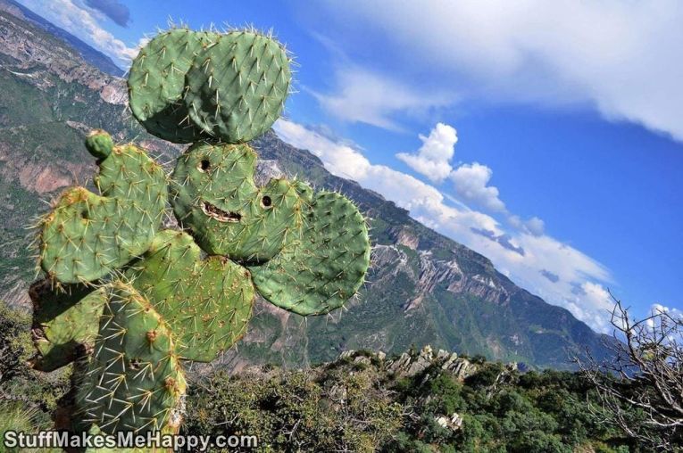 14. Simply a very joyous cactus that meets brave people climbing up a mountain