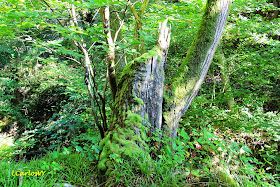 Escarbando por los Rincones de Asturias: Camino Medieval de Bandujo