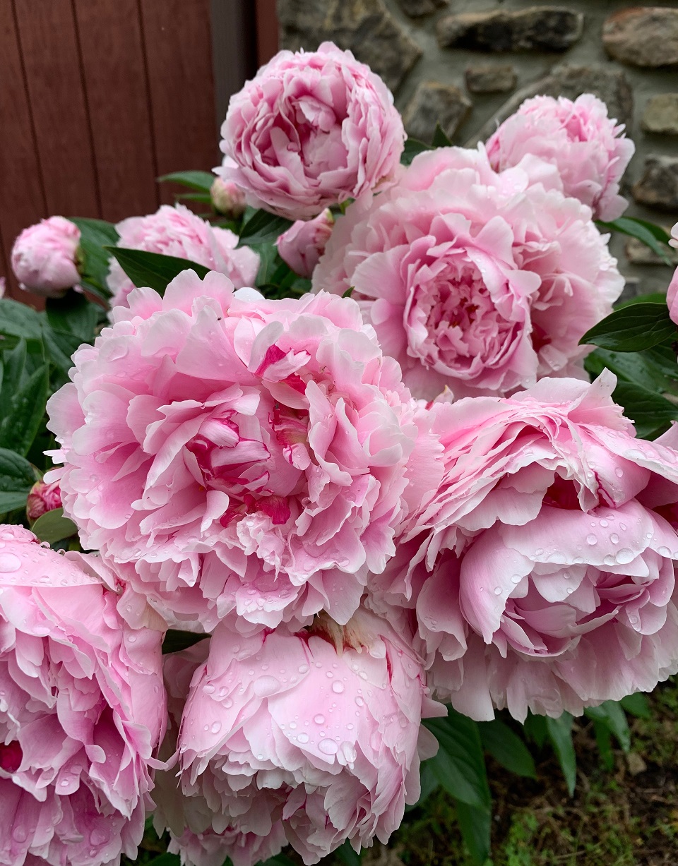 Spring Cleaning made easy and Eco Friendly with Grove My WAHM Plan