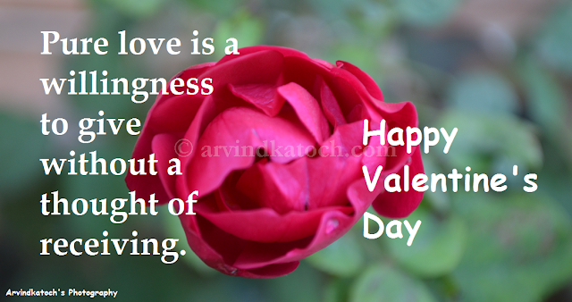 Pure love, Thought, Valentine Day, Card, HD