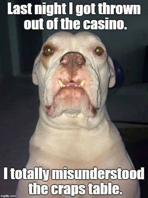 Dog Craps In House Dog Craps In House