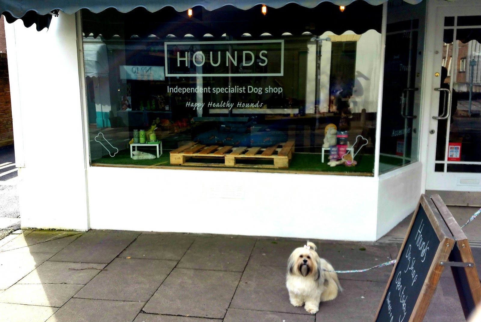 Hounds NewcastleUnderLyme Staffordshire Paws across Britain