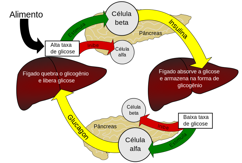 Diabetes O que é a insulina? Diabetes O que é a insulina?