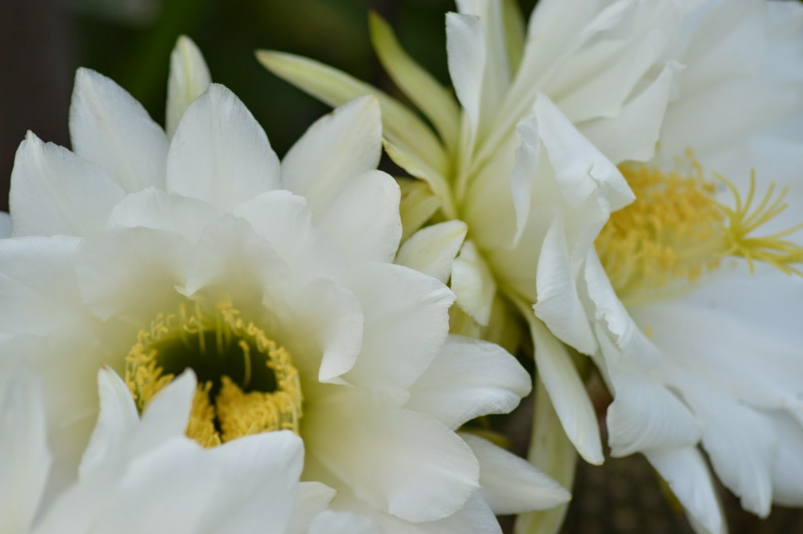 цветок 2014 года. цветок 2014 года. цветок 15 ноября. нидерланды фестиваль блюменкорсо 2021 в зюндерте, георгины. Green power тюльпан.