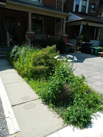 Leslieville new front garden before Paul Jung Toronto Gardening Services