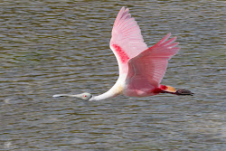 florida southwest bird flying key highlights ohio four days roseate spoonbills tidal lovers saw across flat ever than state park