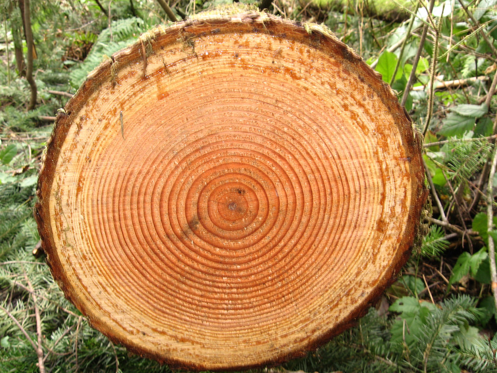 Ancient Skies Inside and Outside in the case of a Tree