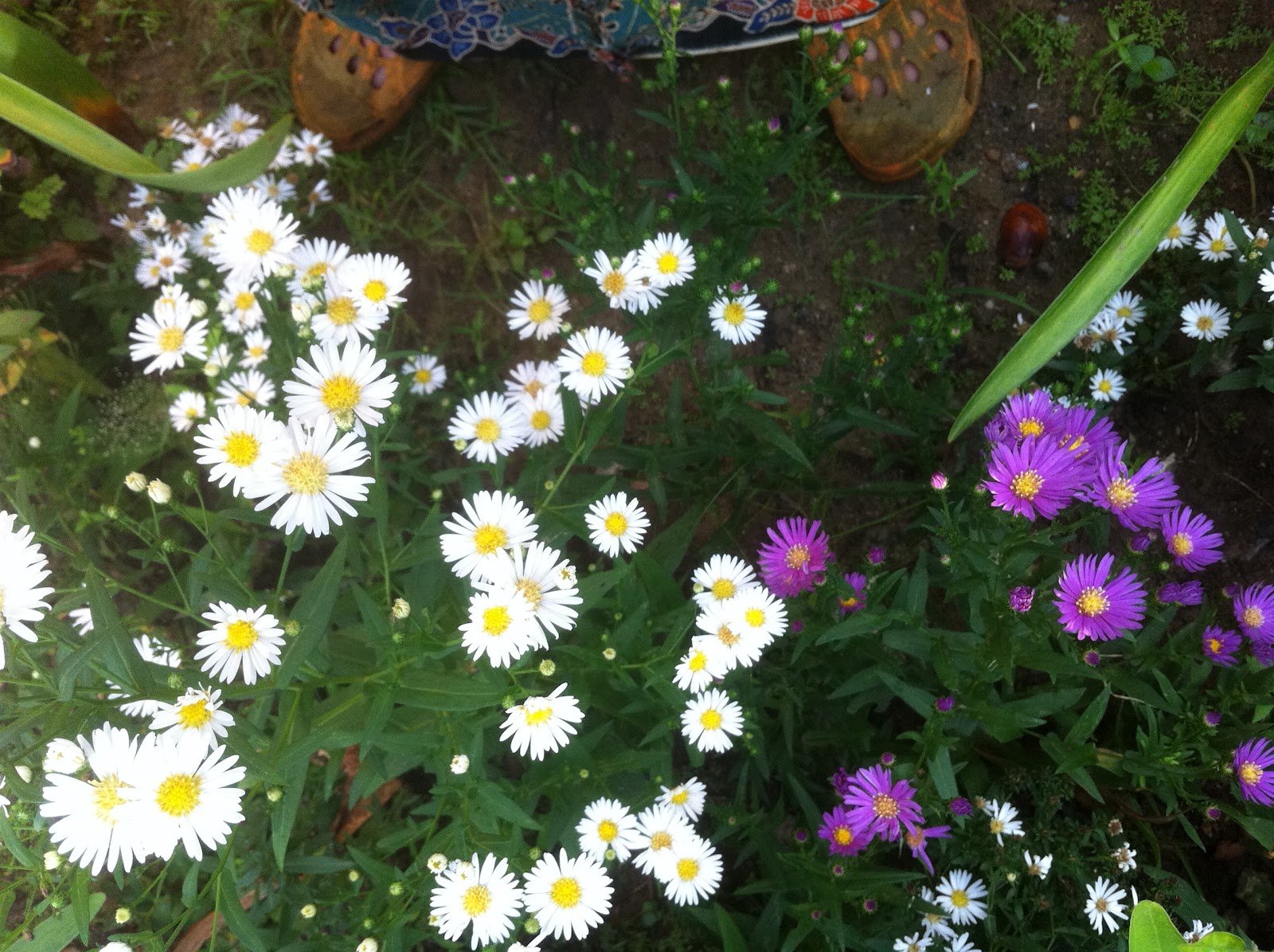 My Experimental Garden