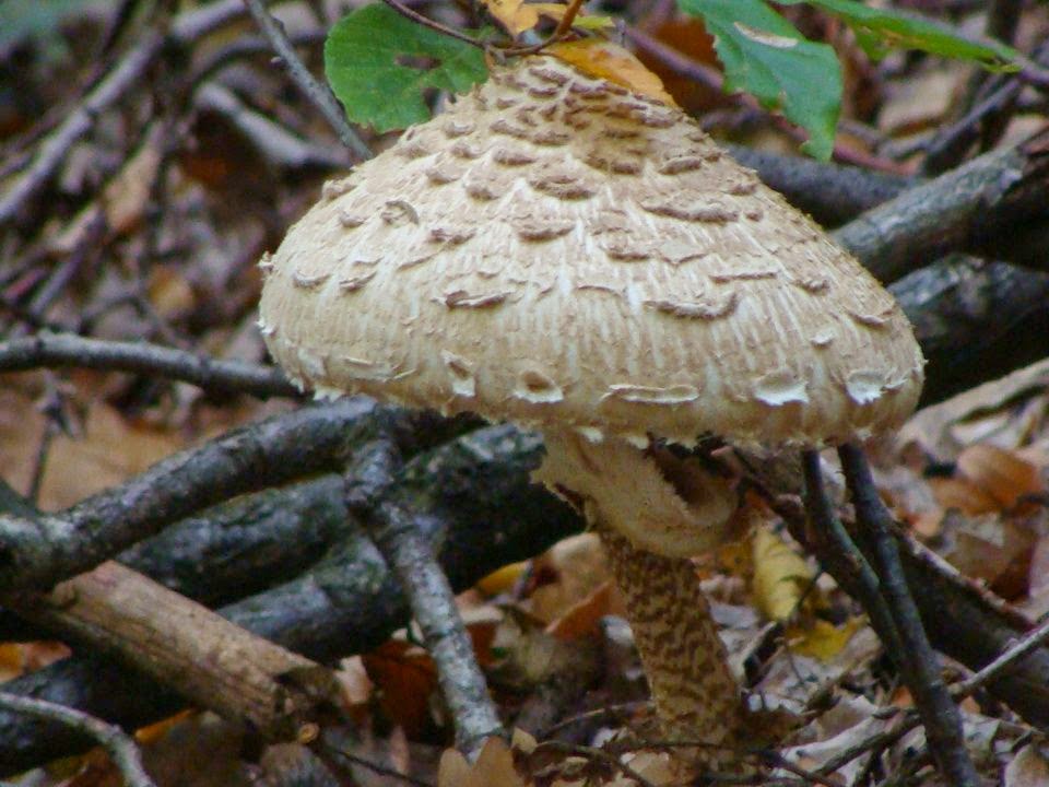 Macrolepiota procera DSC25428