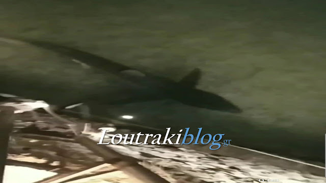 Εμφανίστηκε Καρχαρίας 2 μέτρων στην παραλία Λουτρακίου (βίντεο)
