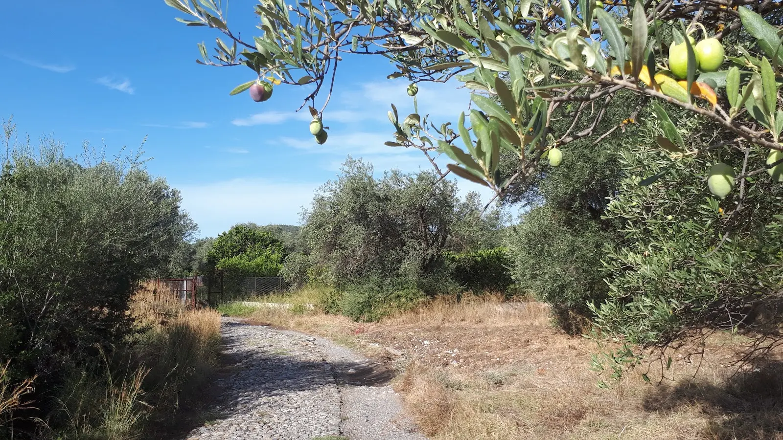 A wander through the orange and olive groves