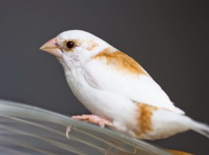 Tips Cara Mudah Beternak Emprit Jepang Burung Finch