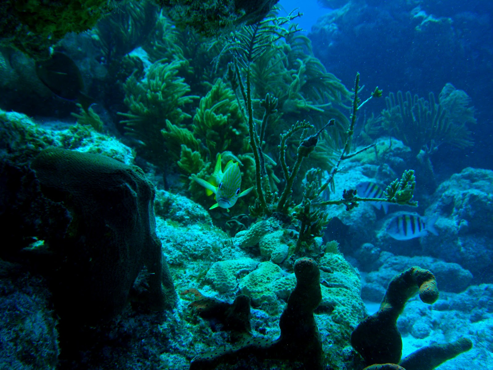 the adventures of US John Pennekamp Scuba Diving