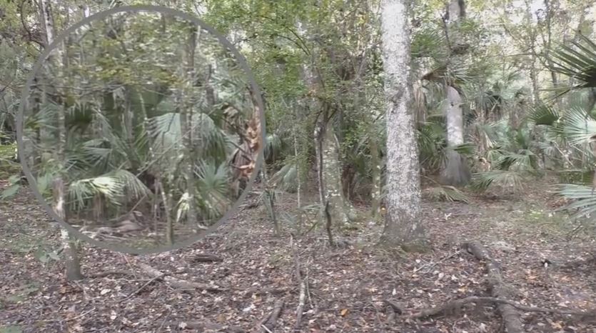 Florida Skunk Ape Hunters Are Baffled By This