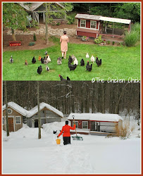 chicken winter chickens coop chick surviving coops backyard around summer finally remember corner spring garden decor building alaska keeping raising