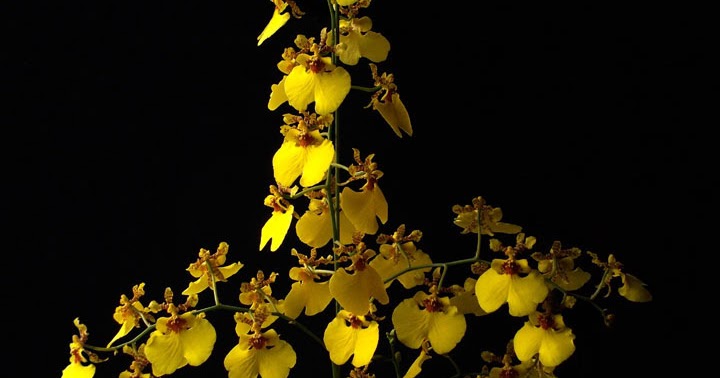 Orquídeas no Apê: Orquídea Chuva de Ouro