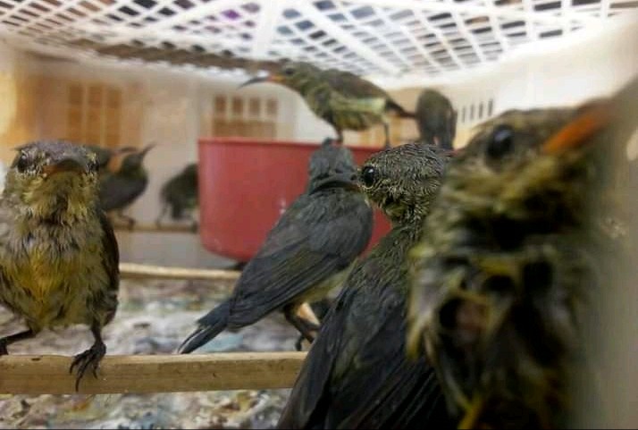 Ciri Ciri Konin Ijoan Ombyokan Jantan Dan Betina