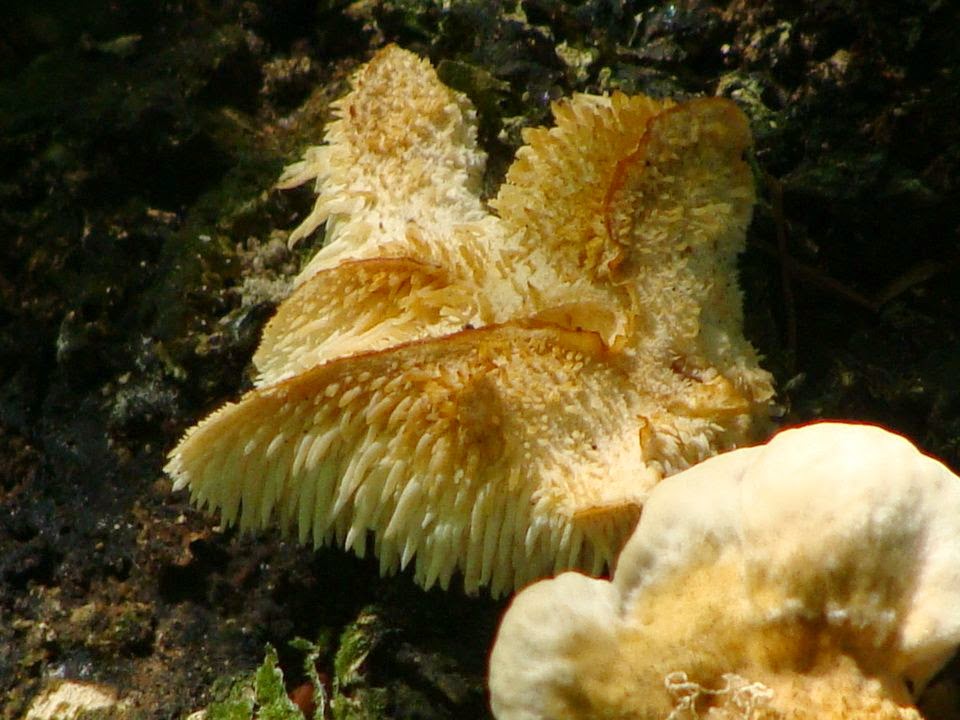 Hydnum repandum DSC41297