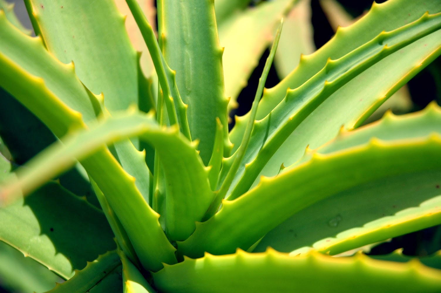 Use Aloe for burn relief.