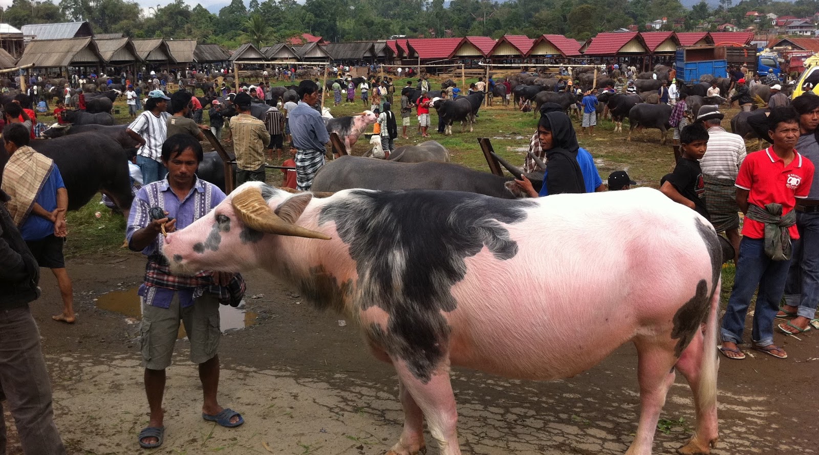 #4 Pasar Bolu di Toraja harga kerbau mahal sekali #4 Pasar Bolu di Toraja