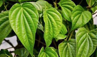 4 Obat Herbal Untuk Flu Pilek Paling Ampuh 4 Obat Herbal Untuk Flu Pilek Paling Ampuh