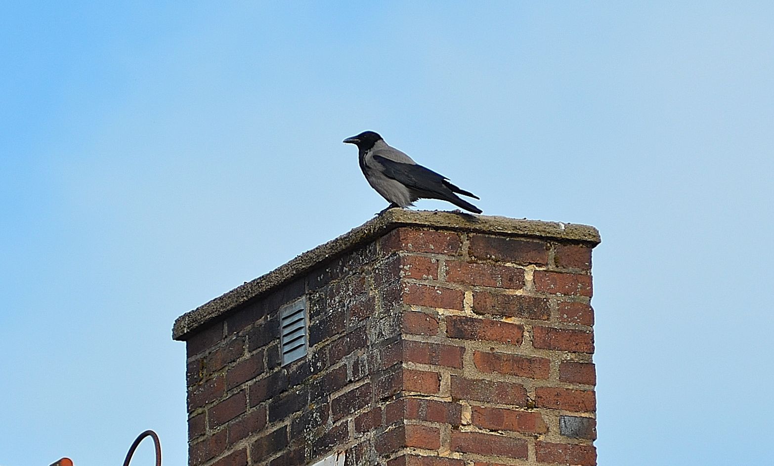 The Things I Enjoy Birds sitting on chimneys