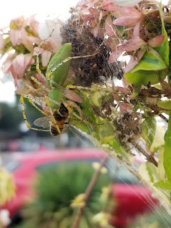 Lynx spider eating a bee