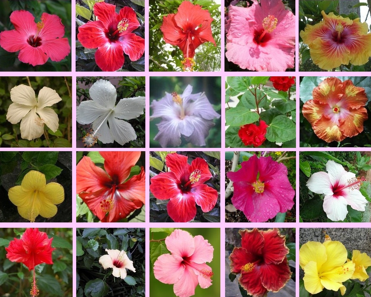 Цветы из китая названия цветов