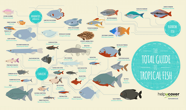 The Total Guide to Tropical Fish