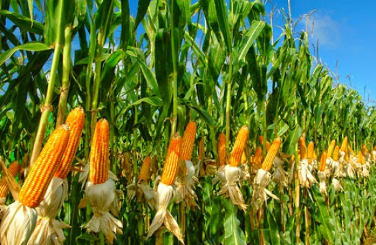 Fotosintesis Tanaman C3 C4 Dan Cam Crassulasean Acid