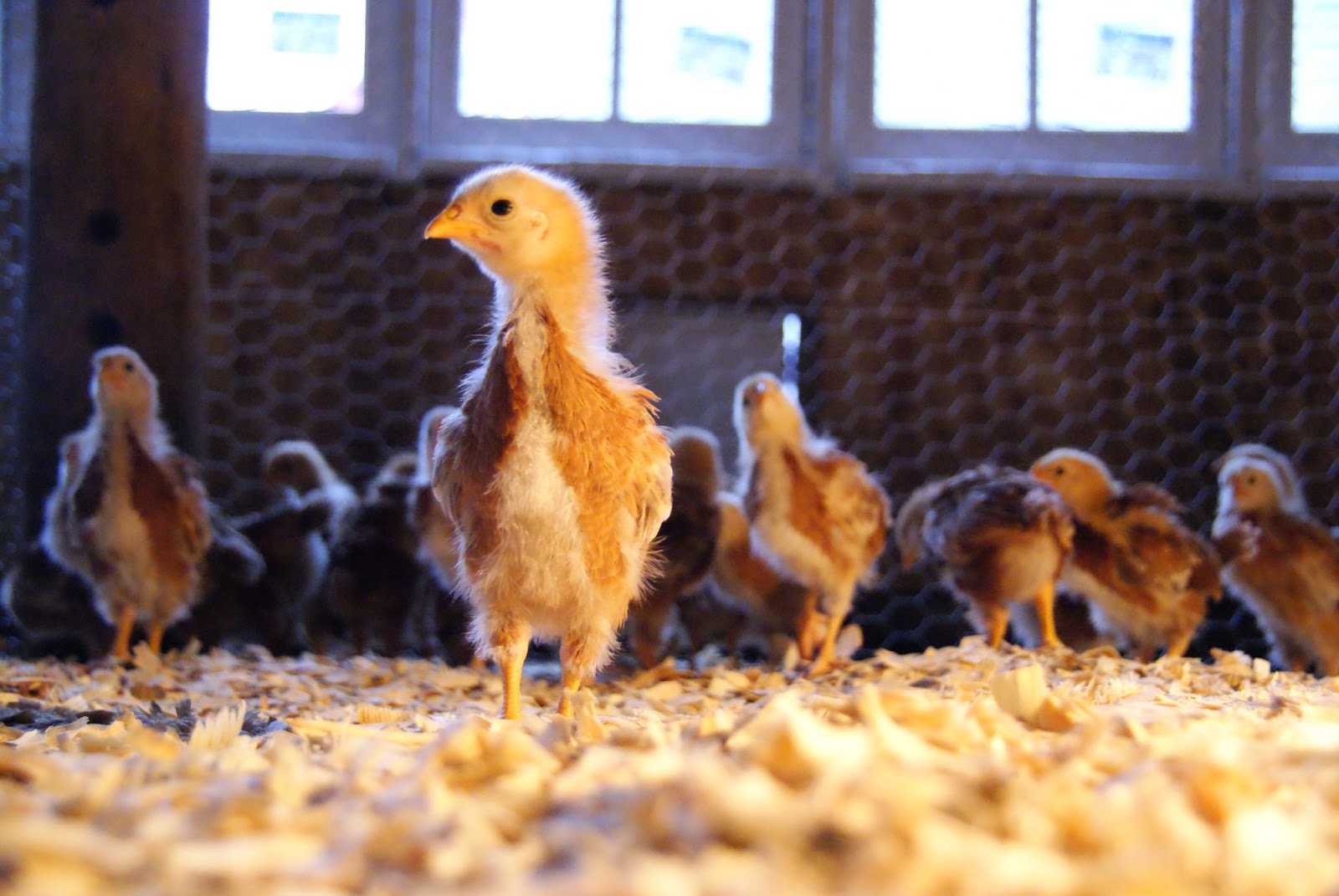 Schragville Into the chicken barn