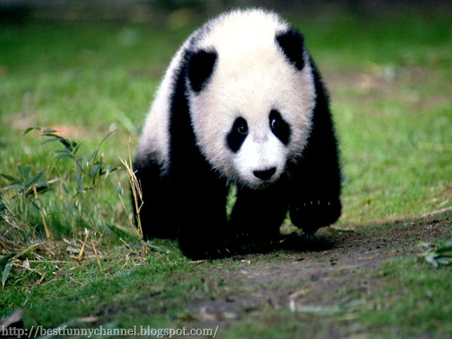 Panda while running.