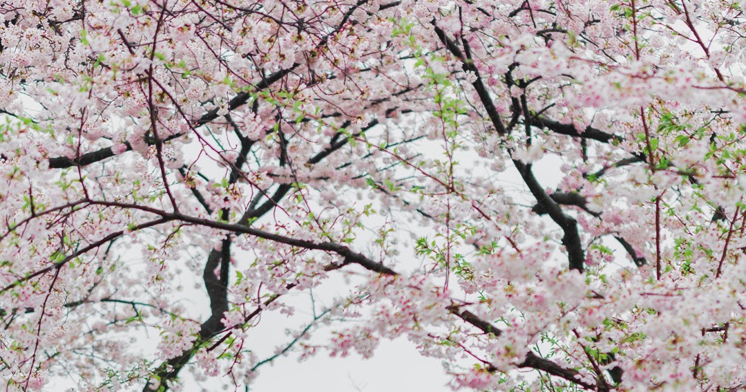 Cherry blossom wallpaper in Japan
