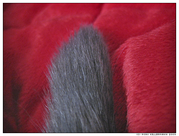 cat tail on blanket, 2009