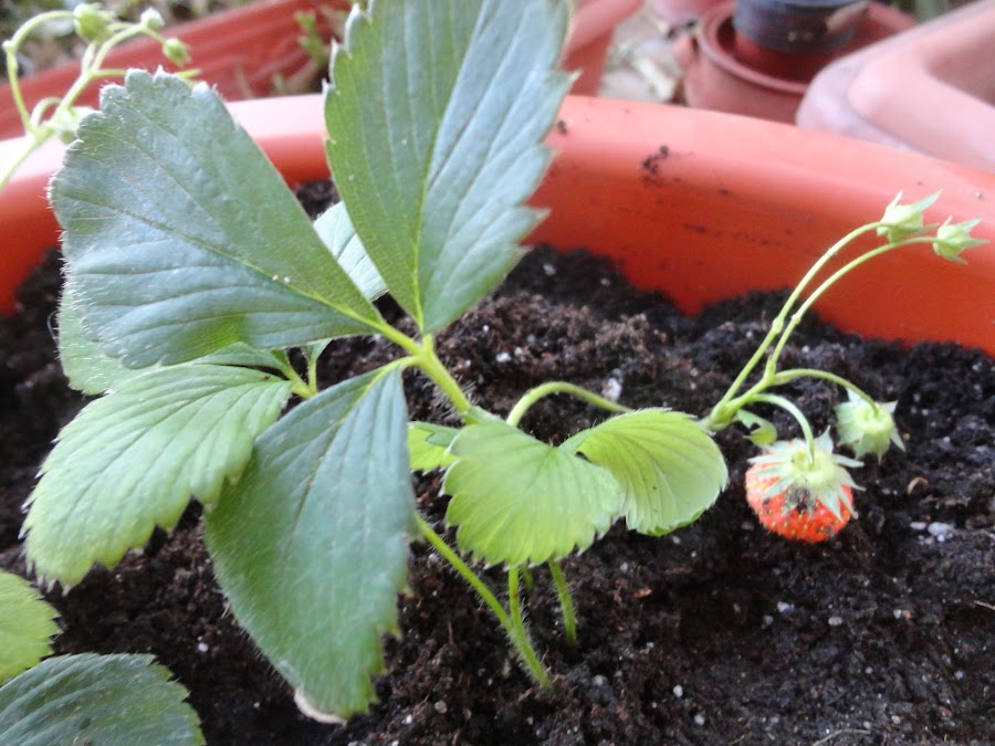 MACETÓN CON PLANTAS DE FRESAS Y FRUTO