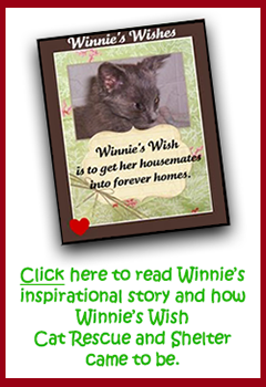 Winnie's Wish Cat Rescue and Shelter