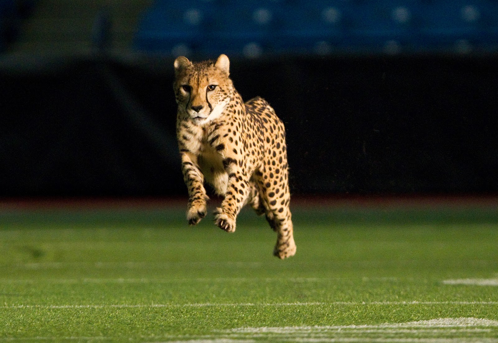 Zoo Tails Cheetahs run loose on football field