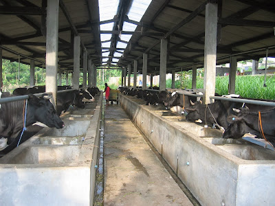 ternak sapi potong kandang sapi modern 