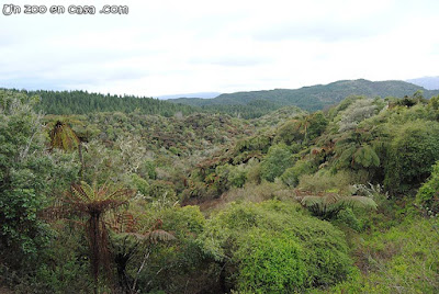 Bosque con presencia de helechos arbóreos