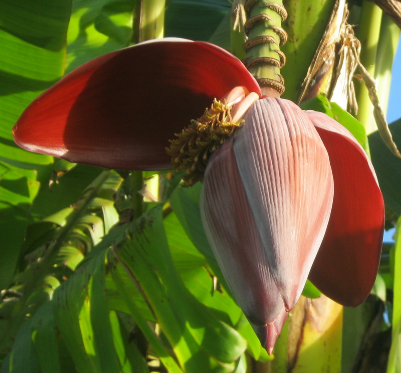 my walk with food and beautiful plants and flowers Banana Blossom for