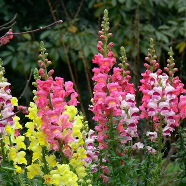 Snapdragon flower seeds germination swimguide