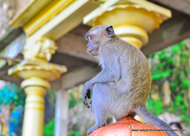 Monkey in Batu Caves