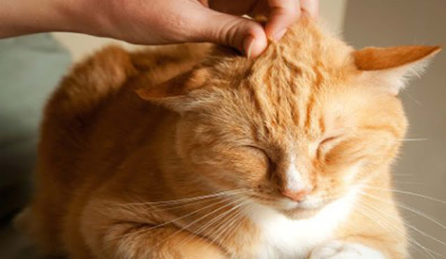 Berikut Alasan Kenapa Kucing menjadi Hewan yang Recomended untuk Dipelihara