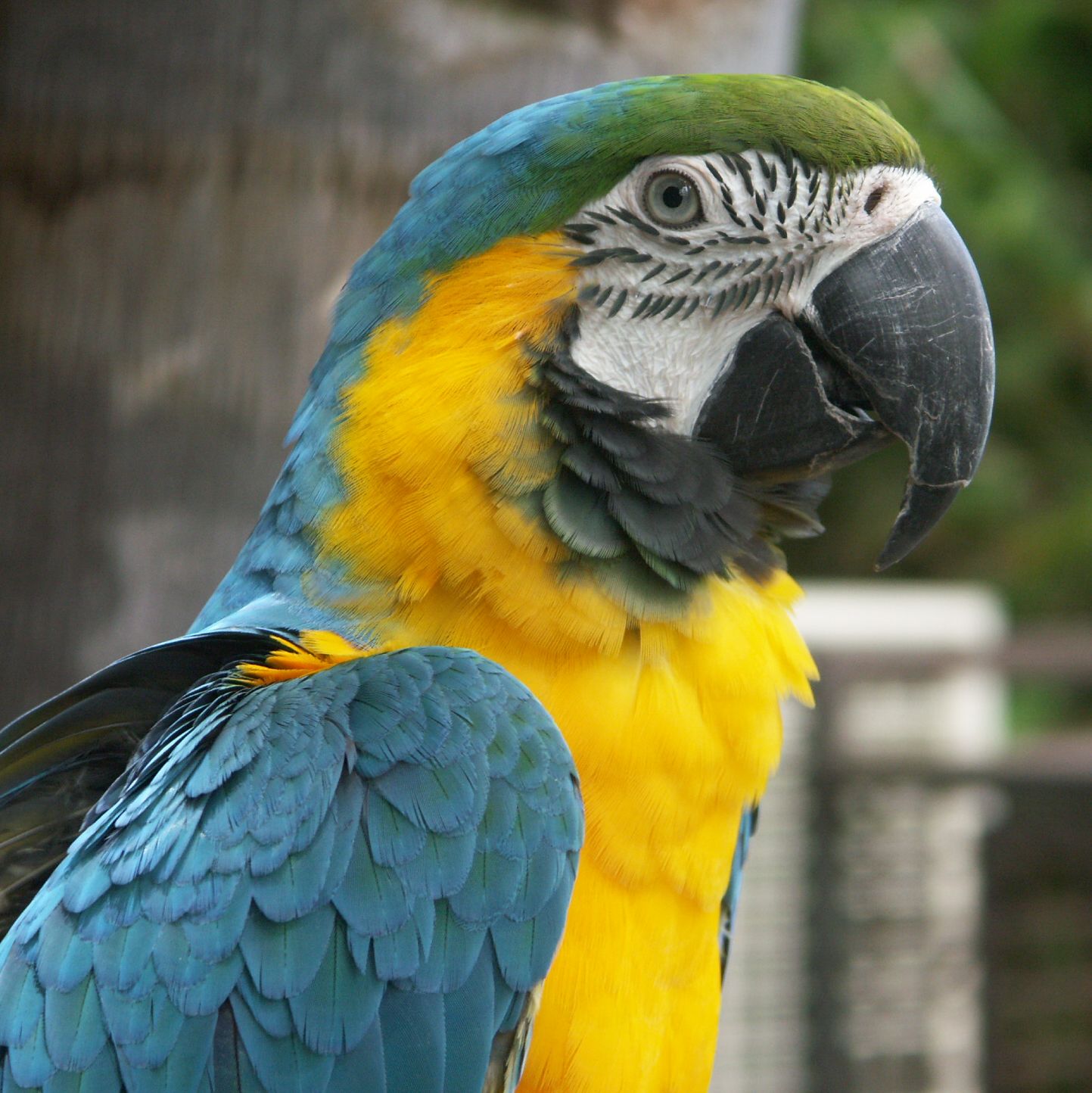 Parrot | Animal Wildlife