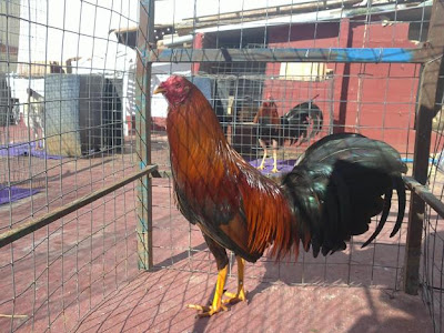 GALLO DE JUEGO KELSO