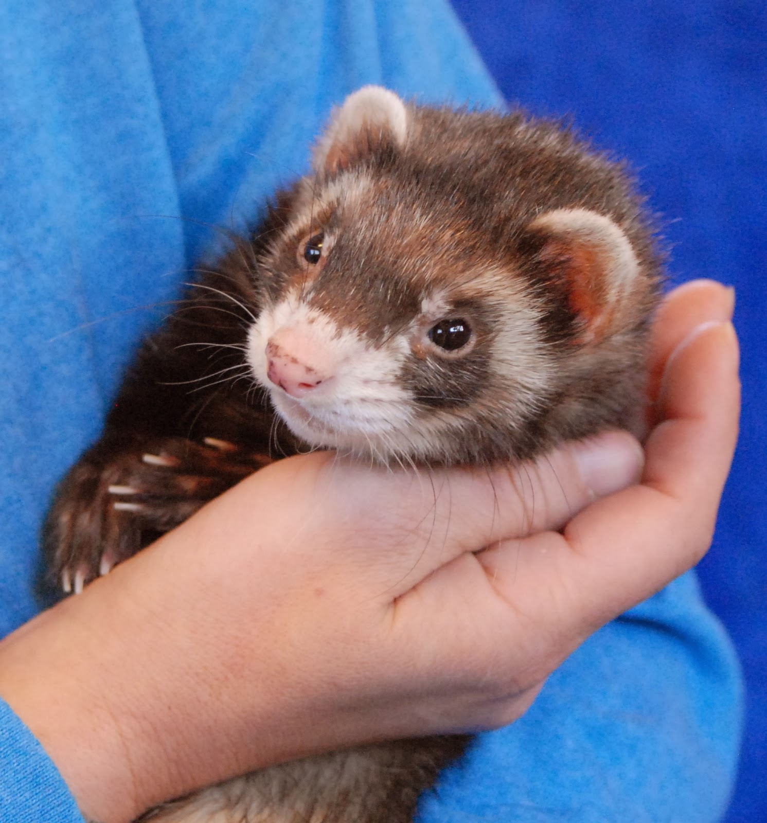 Ferrets for adoption at petco