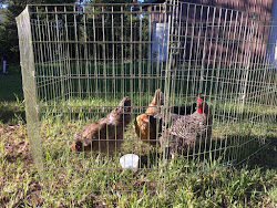 chicken coop blue mountains 4