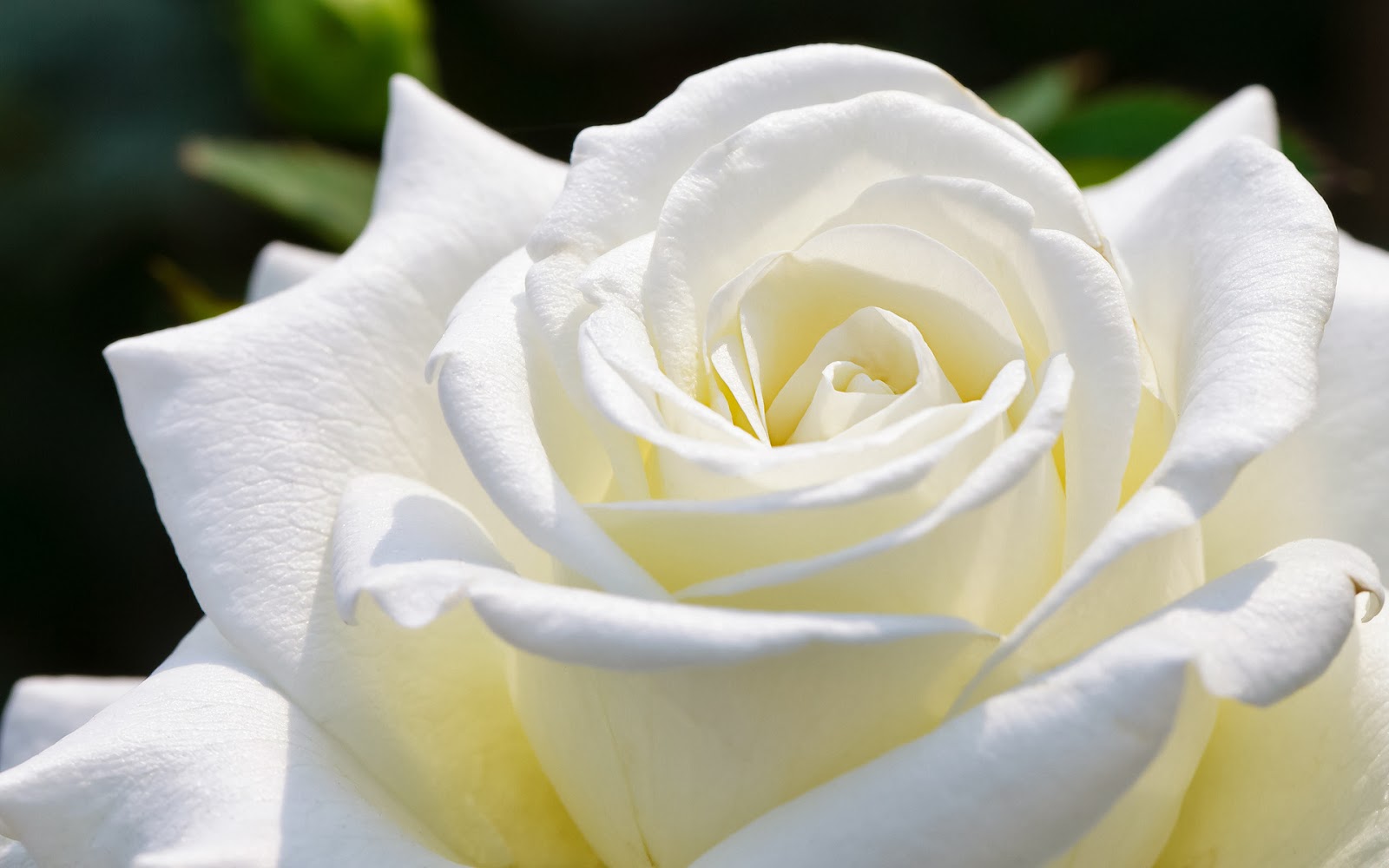 Beautiful White Rose