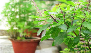 tulsi-ke-fayde