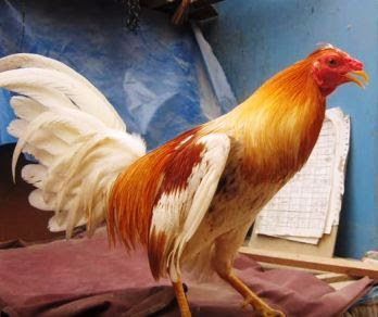 gallo de pelea español pinto